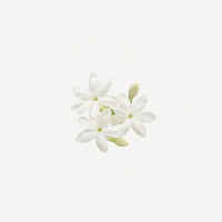 Jasmine