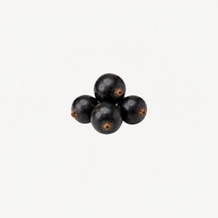 Black Currant