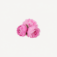 Peony