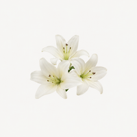 White Lily