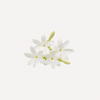 Moroccan Jasmine