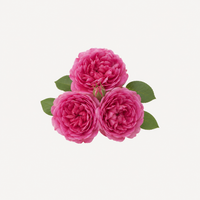 Turkey Rose